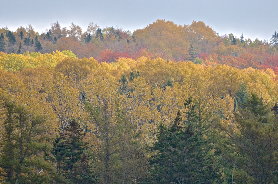 Yellow trees on the hillside across from Michaels Landing