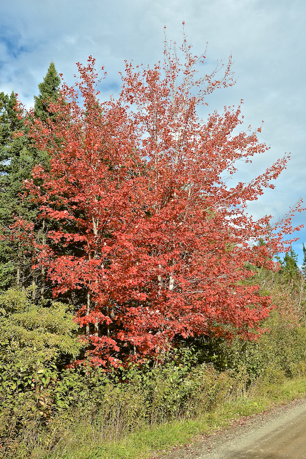 Another red tree along the Glencoe Road