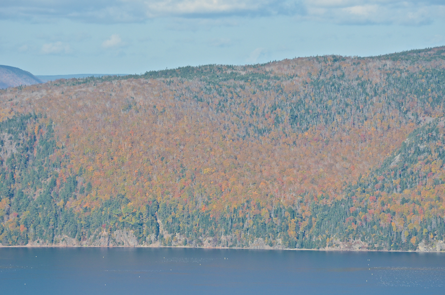 A colourful forest on the side of Murray Mountain above St Anns Harbour