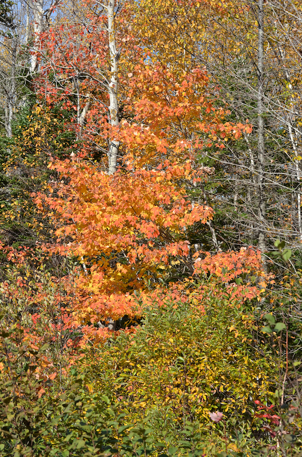 Red/gold tree along the Alpine Ridge Road