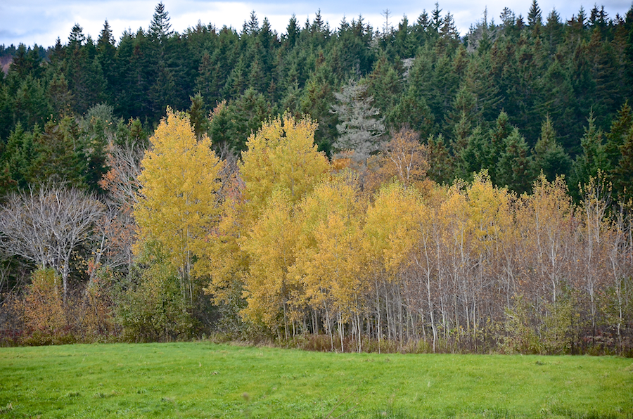 A beautiful stand of trees from the Smithville Road