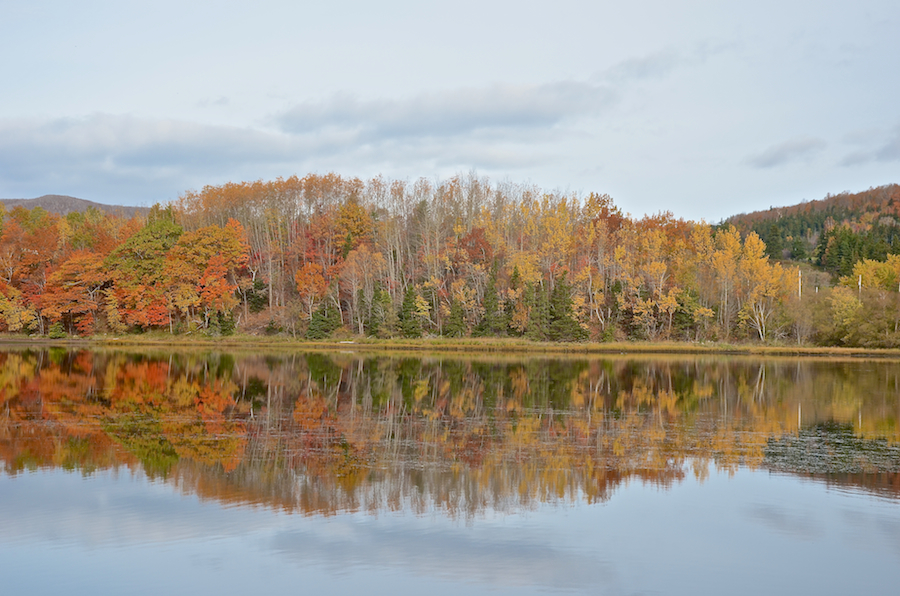 Colourful trees along the Mabou River