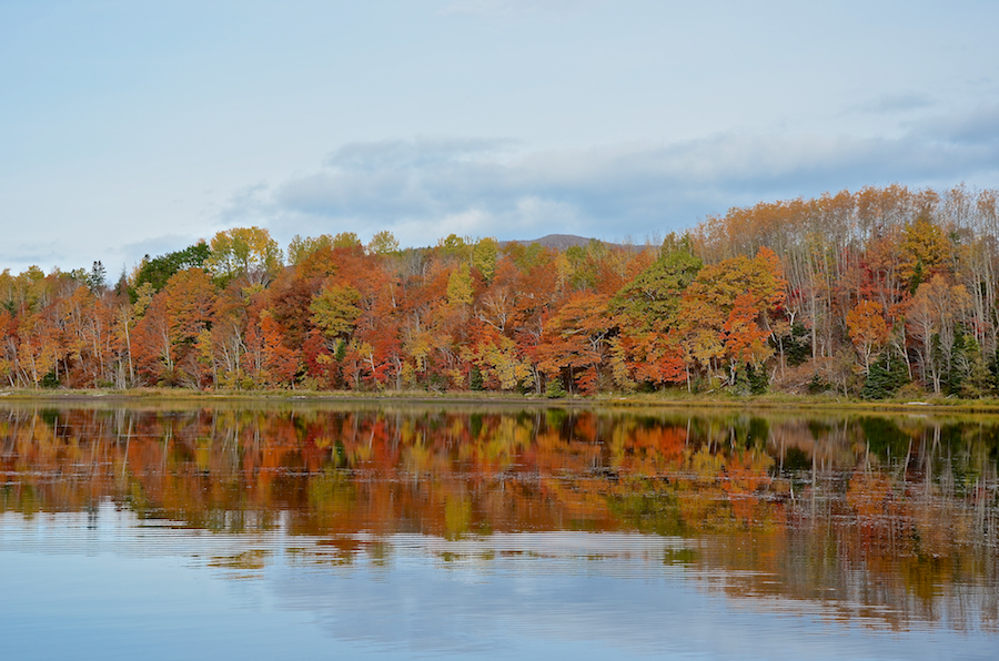 Colourful trees along the Mabou River