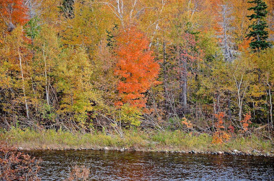 Red tree along the Chéticamp River