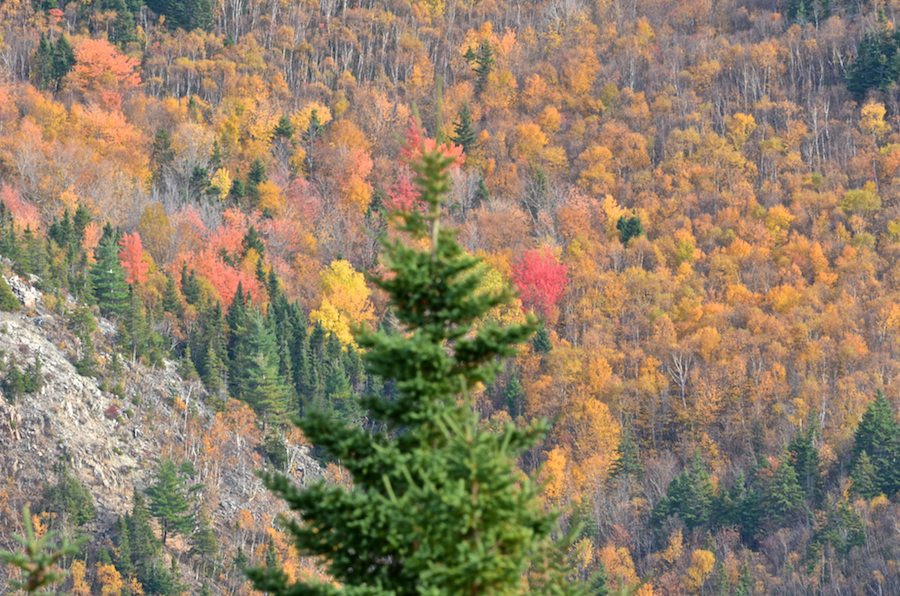 Colourful trees in the MacKenzies River Valley