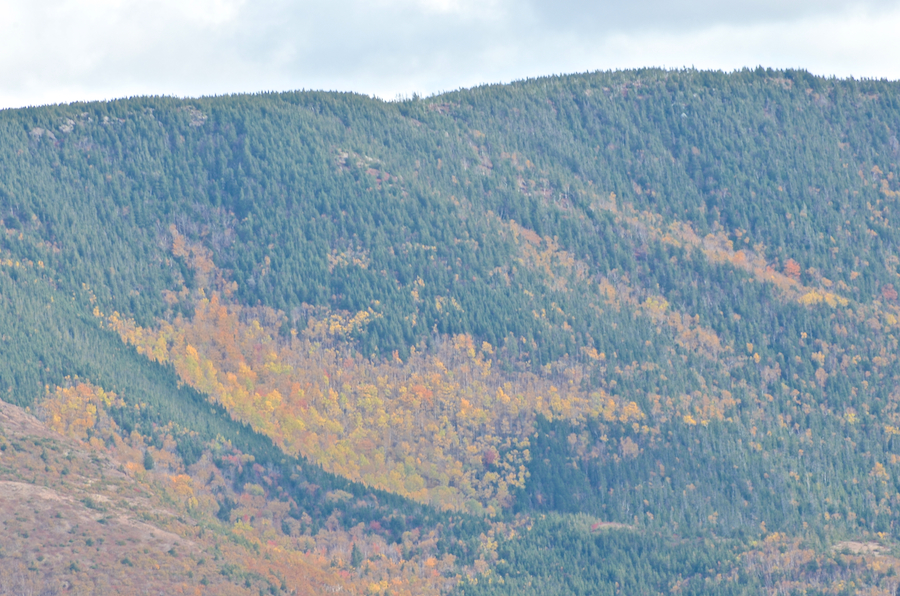 Patches of colour on Roberts Mountain