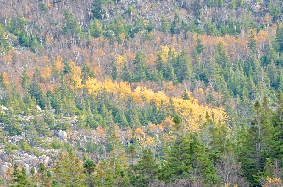A stand of yellow trees on MacKenzies Mountain