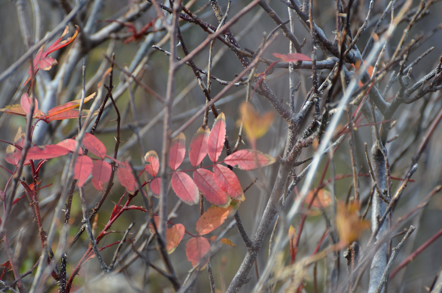 Red leaves on a stripped bush