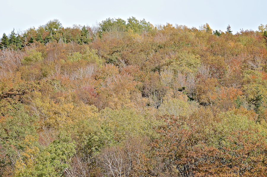 Trees on the flanks of Roberts Mountain