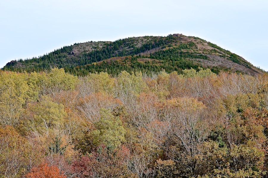 Trees on the flanks of Roberts Mountain