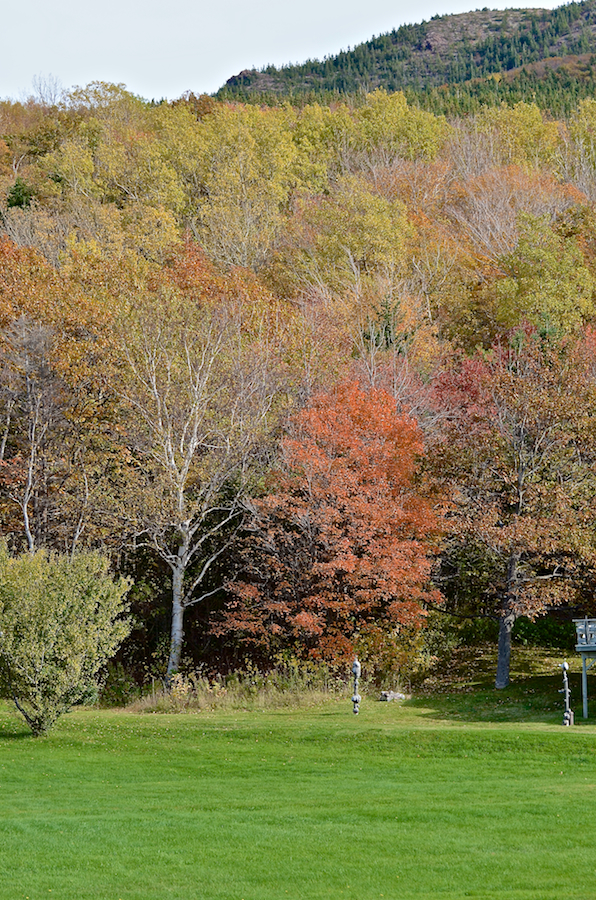 Trees in a yard below Roberts Mountain