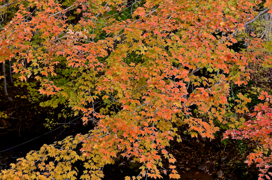 Red/green tree along the Grande-Anse River