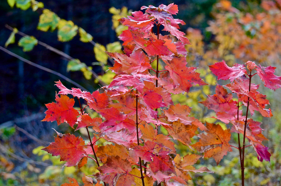 Red maple beside the Cabot Trail