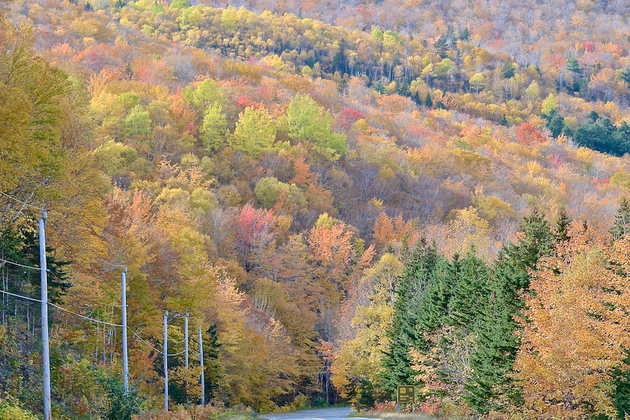 “Flaming” trees on the side of the Cape Breton Highlands Plateau