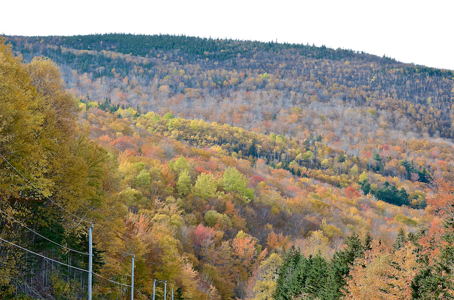 The forest above the Cabot Trail on the Cape Breton Highlands Plateau