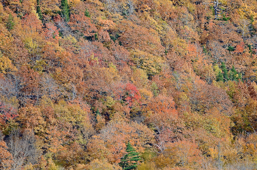 Autumn colours on the lower slopes of South Mountain