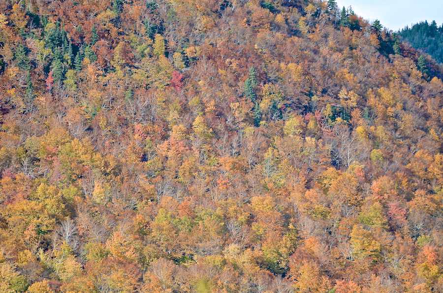 Foliage on North Mountain