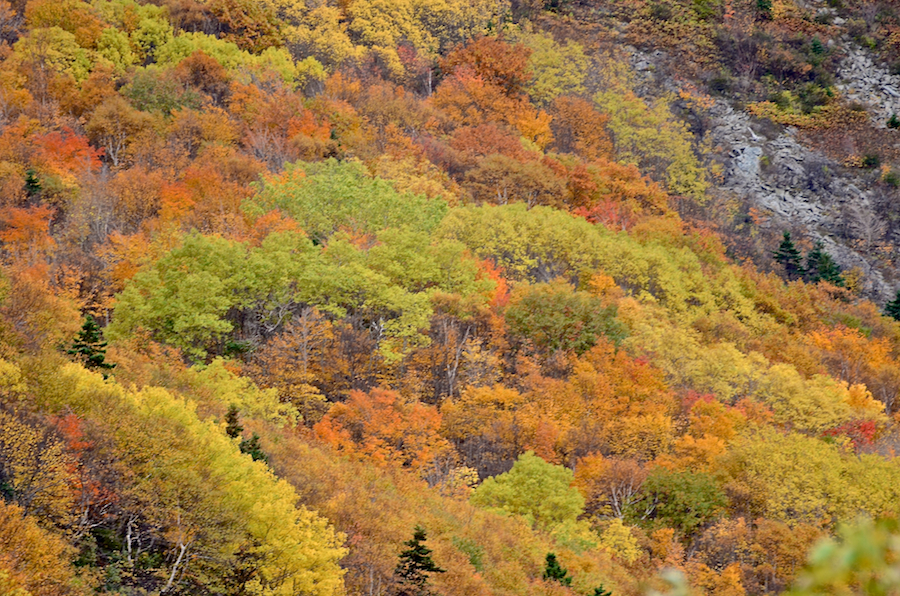 Multi-coloured trees below Meat Cove Mountain