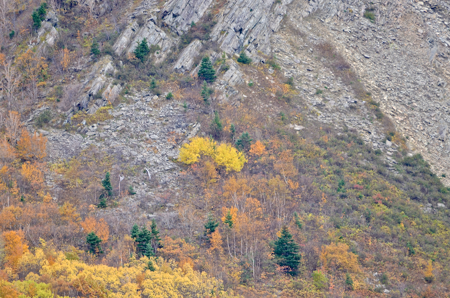 Yellow trees on the side of Meat Cove Mountain