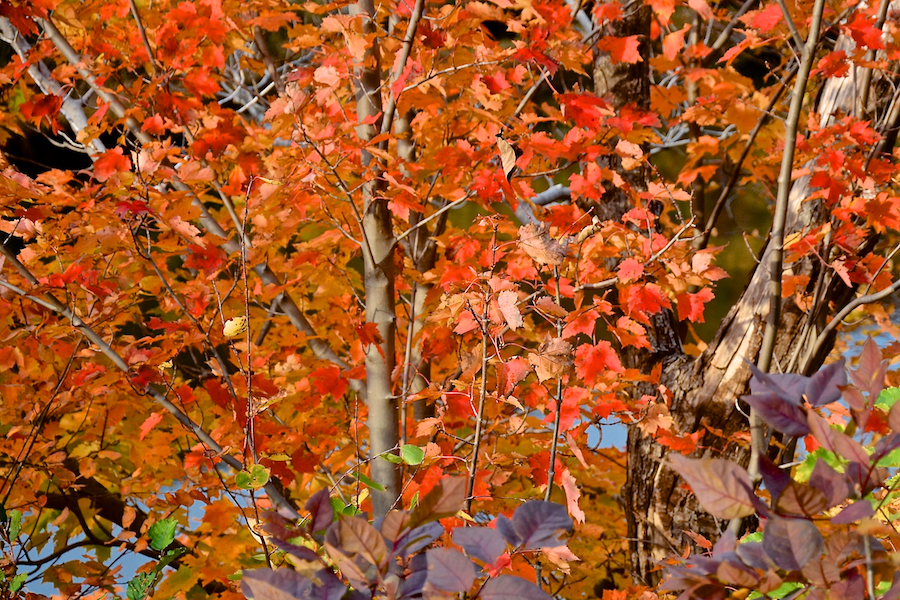 Red/gold tree at the side of the Cabot Trail in South Ingonish Harbour