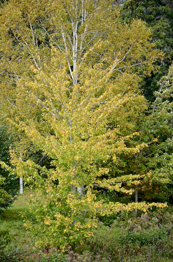 Yellow/green maple in front of birches on the western shore of the Southwest Mabou River