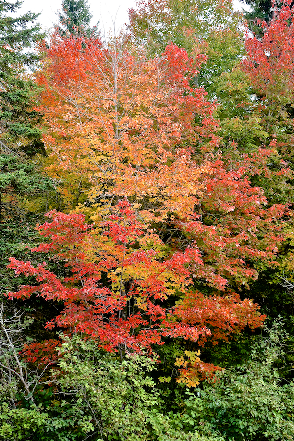 Intermixed reds and oranges on the eastern bank of the Southwest Mabou River above Long Johns Bridge