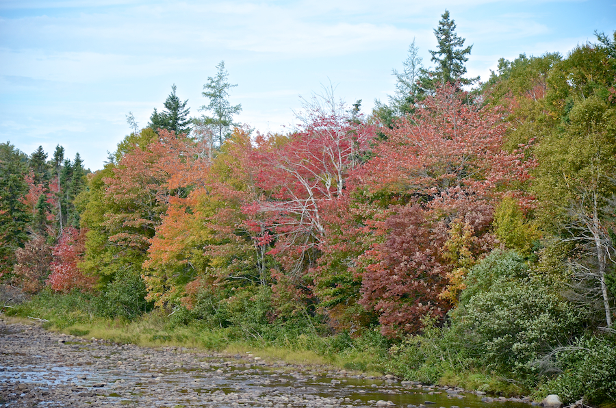 Reds along the western shore of the Southwest Mabou River at Long Johns Bridge