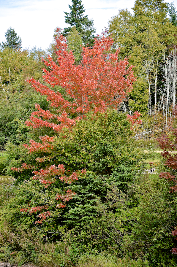 Red tree on the western bank of the Southwest Mabou River above Long Johns Bridge