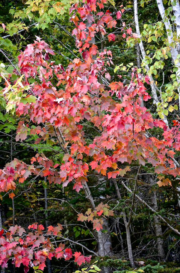 Changing leaves along the Glencoe Road