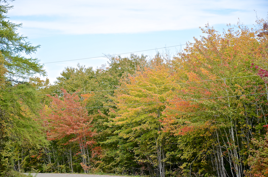 Trees along the Glencoe Road