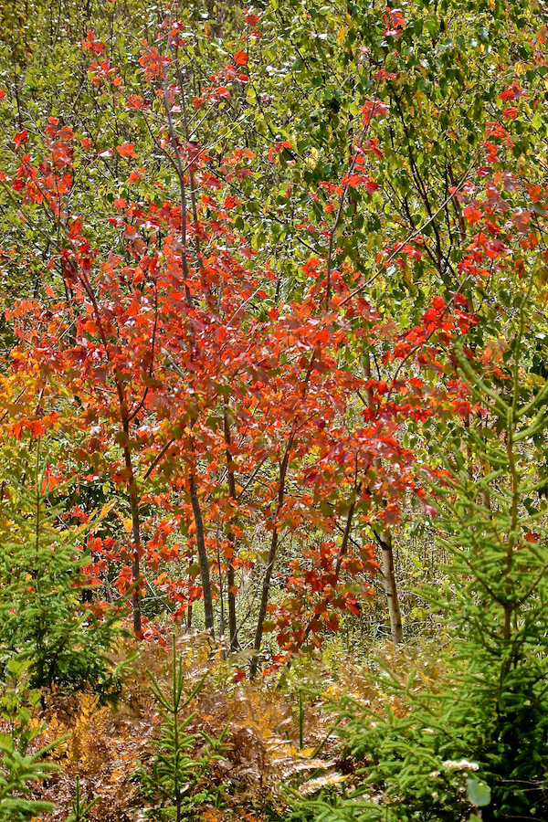 Red tree at the side of the Whycocomagh Port Hood Road