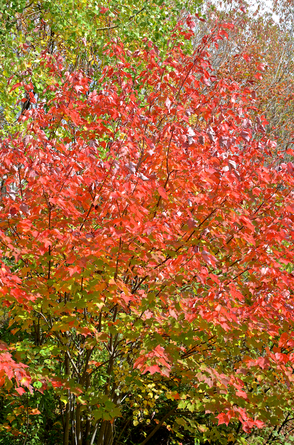 Red tree in the sun along the East Skye Glen Road