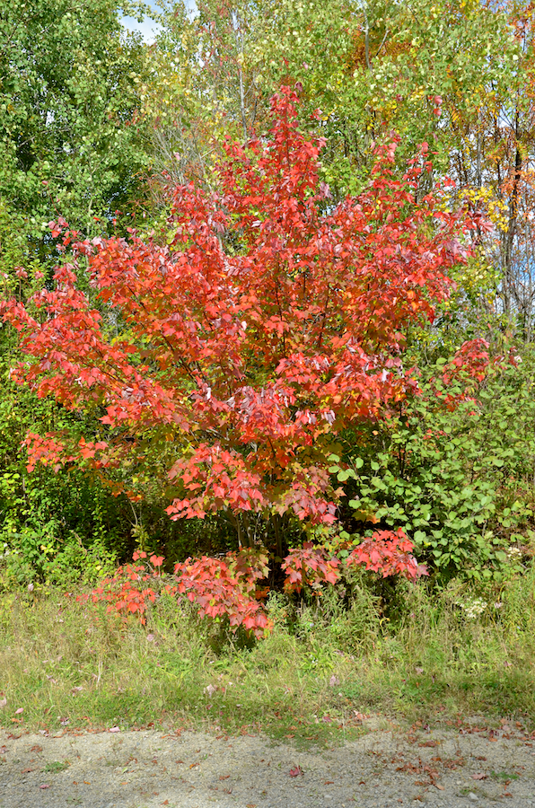 Red tree in the sun along the East Skye Glen Road