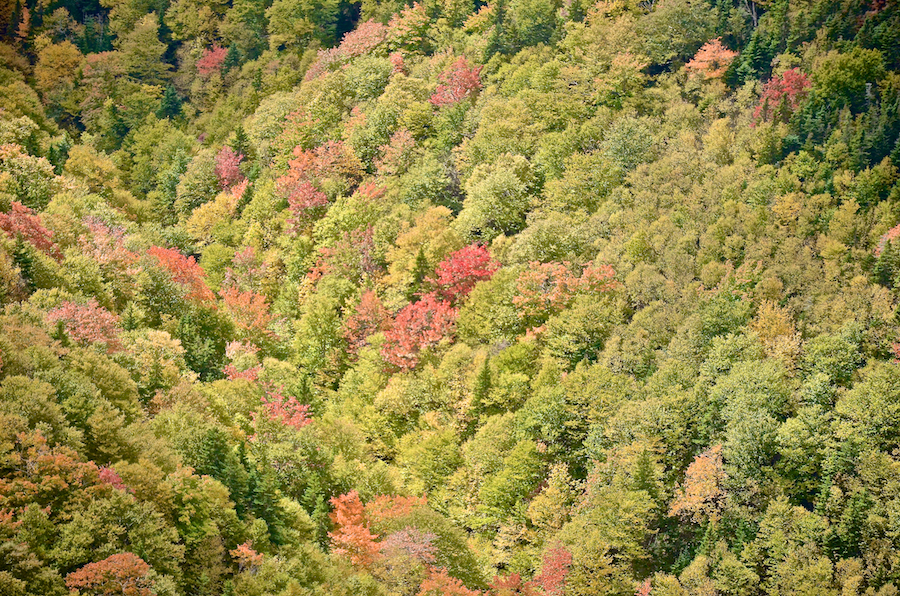 Close-up of the early fall colours in the Fishing Cove River Valley