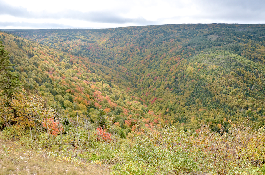Early fall colours in the Fishing Cove River Valley