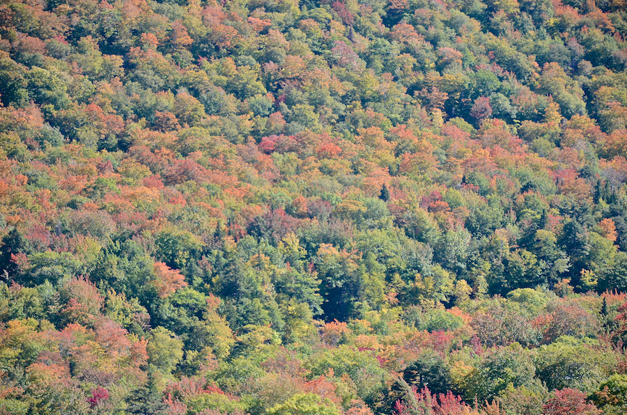 Close-up of the trees along the North Aspy River Valley