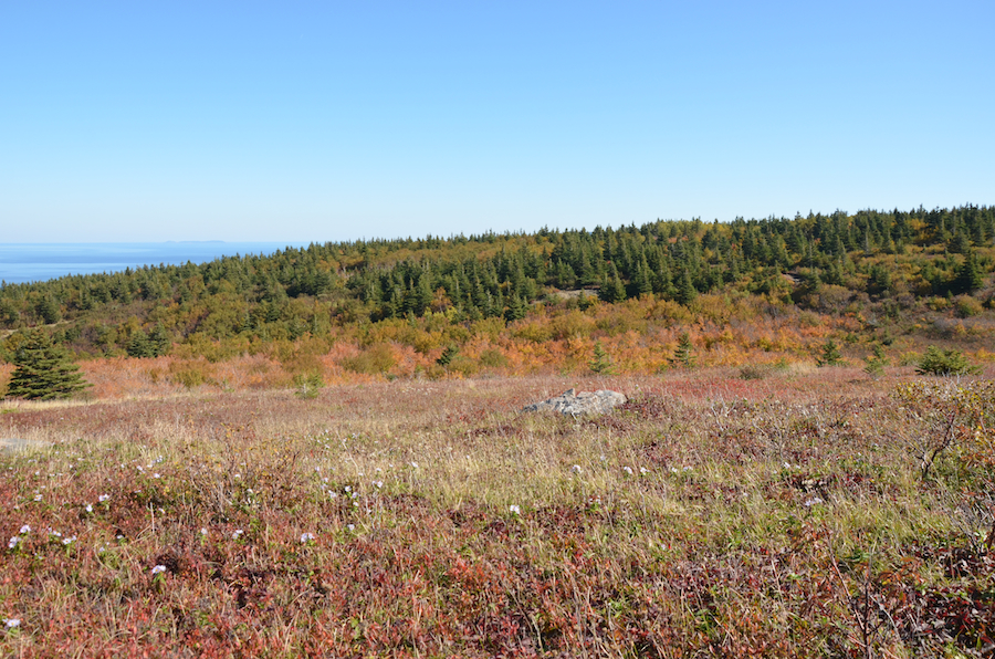 The unnamed brook valley seen from the north summit of Meat Cove Mountain