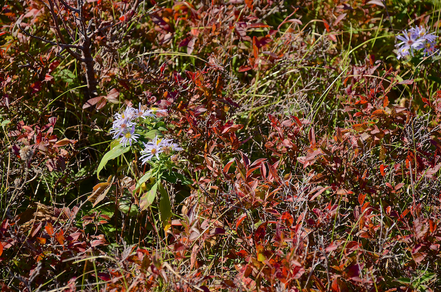 The flora on the north summit of Meat Cove Mountain