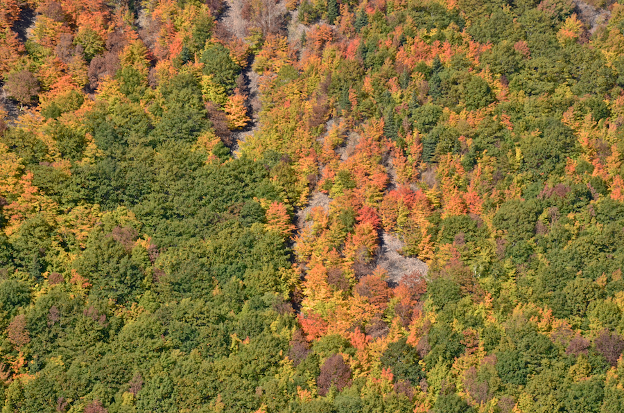 A close-up of the brighter trees on the mountainside below the Meat Cove Look-Off