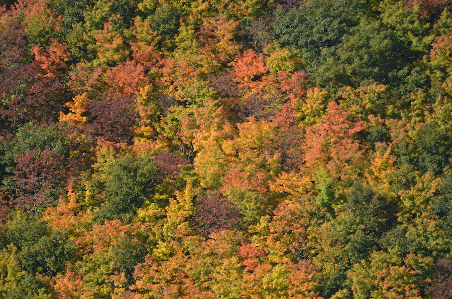 Fall foliage on the western Highlands as seen from Meat Cove Mountain