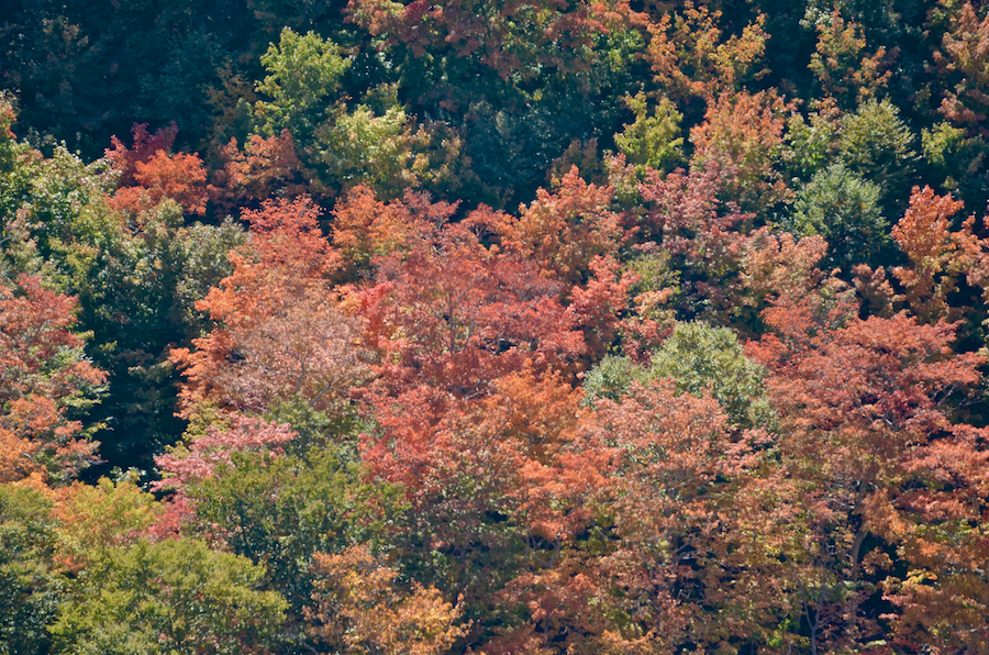 Maples in the valley below Meat Cove Mountain