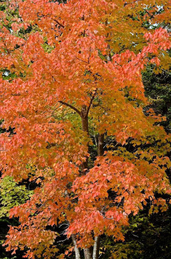 Red-orange tree along the South Ridge Road