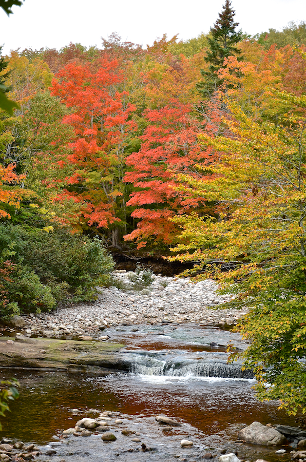 Two red-orange trees above a small waterfall on the Middle Aspy River