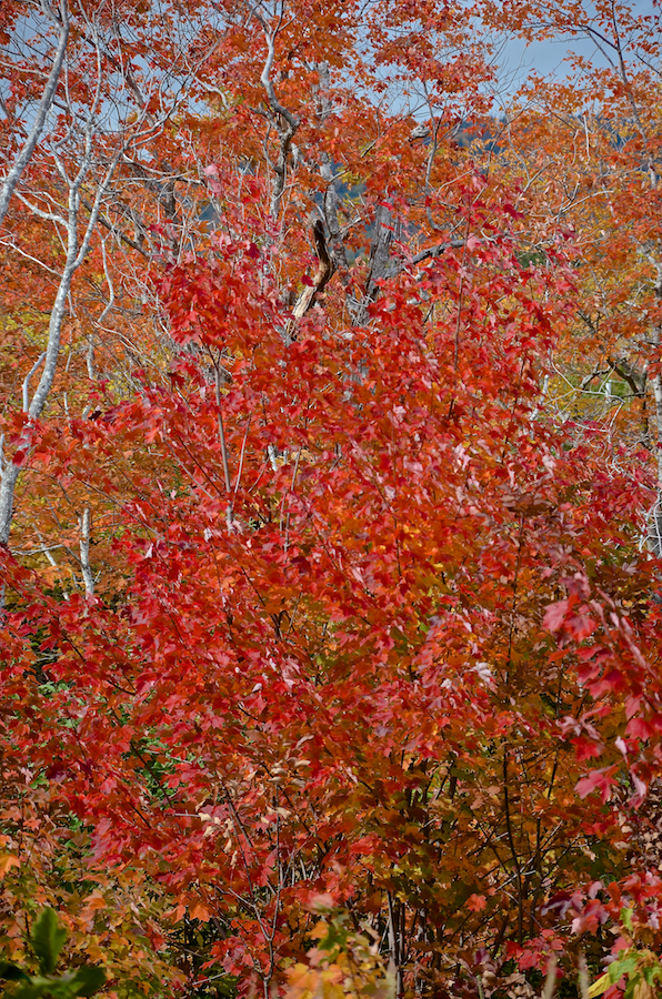 Red tree on the west side of Blaze Road