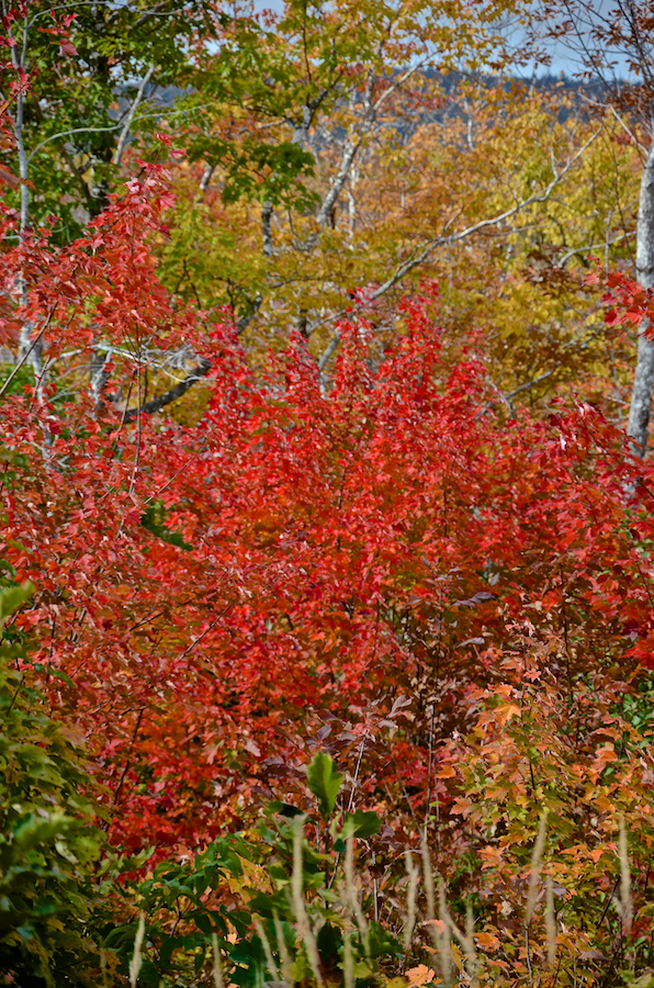 Red tree on the west side of Blaze Road