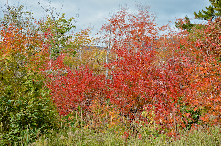 Red trees on the west side of Blaze Road