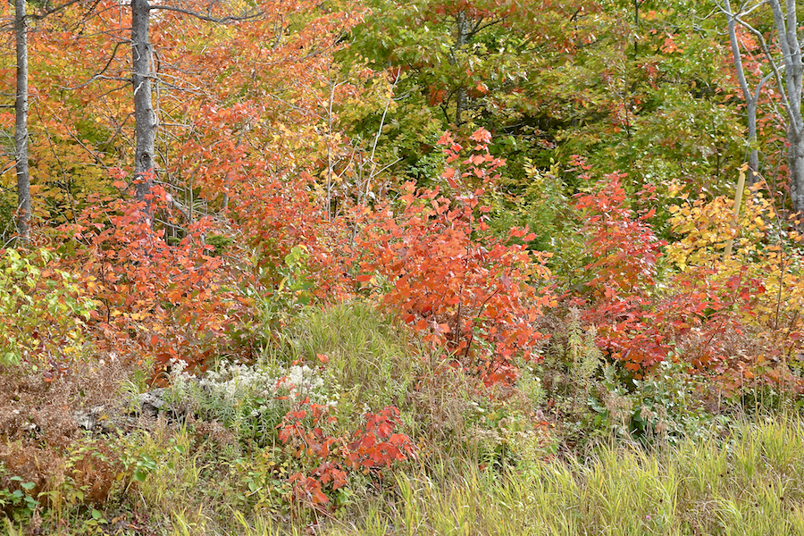 Fall colours on the east side of Blaze Road