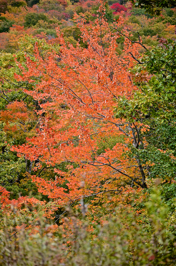 Red-orange tree below the third look-off ascending North Mountain
