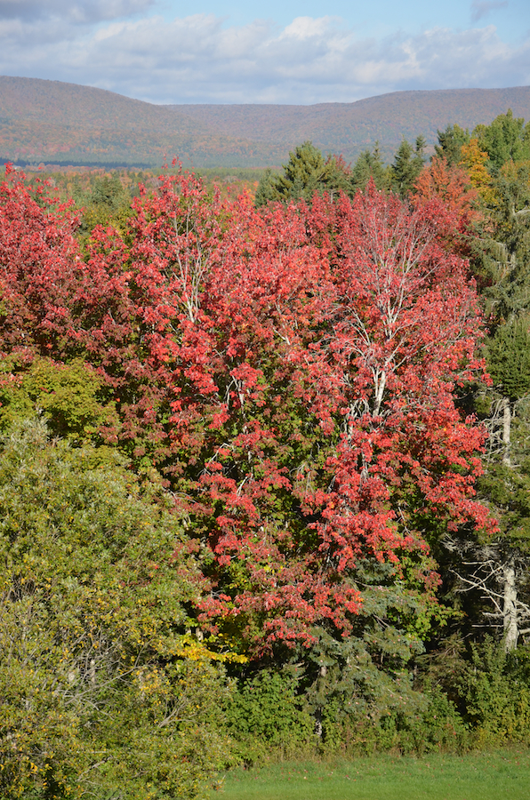 Maple trees along Egypt Road