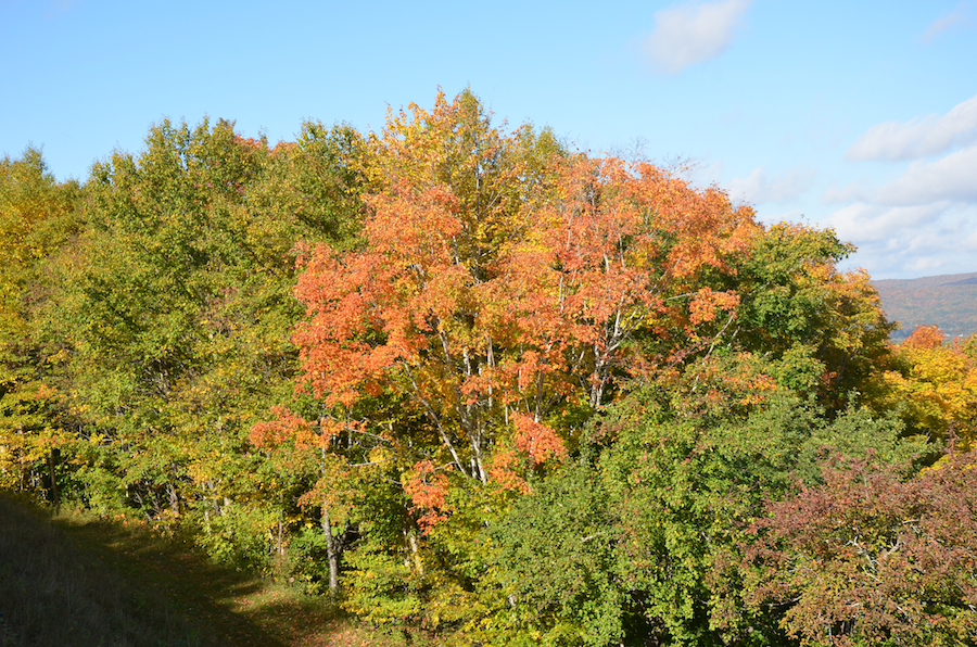 Red-orange trees along Egypt Road